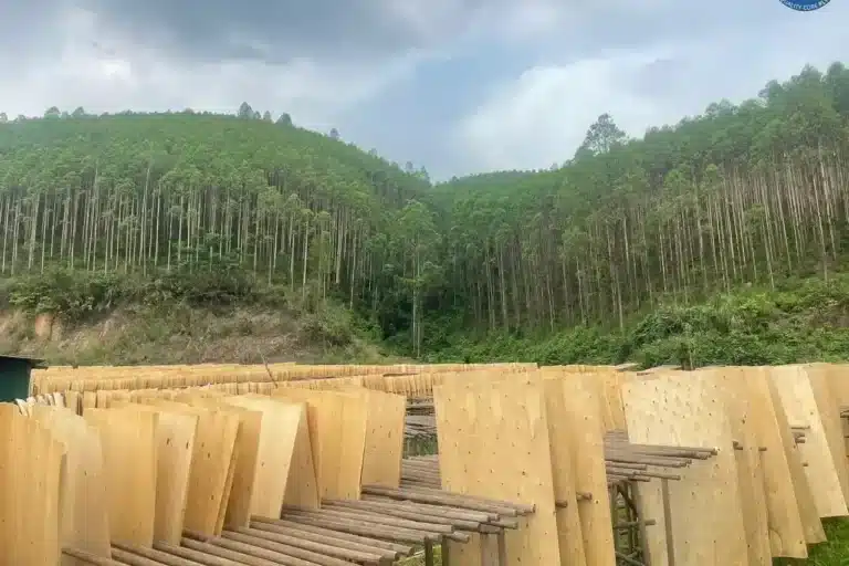 eucalyptus core veneer vietnam export high density hcply