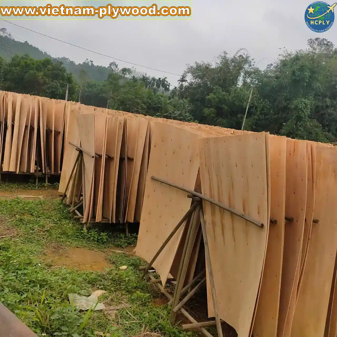 eucalyptus core veneer vietnam export high density hcply